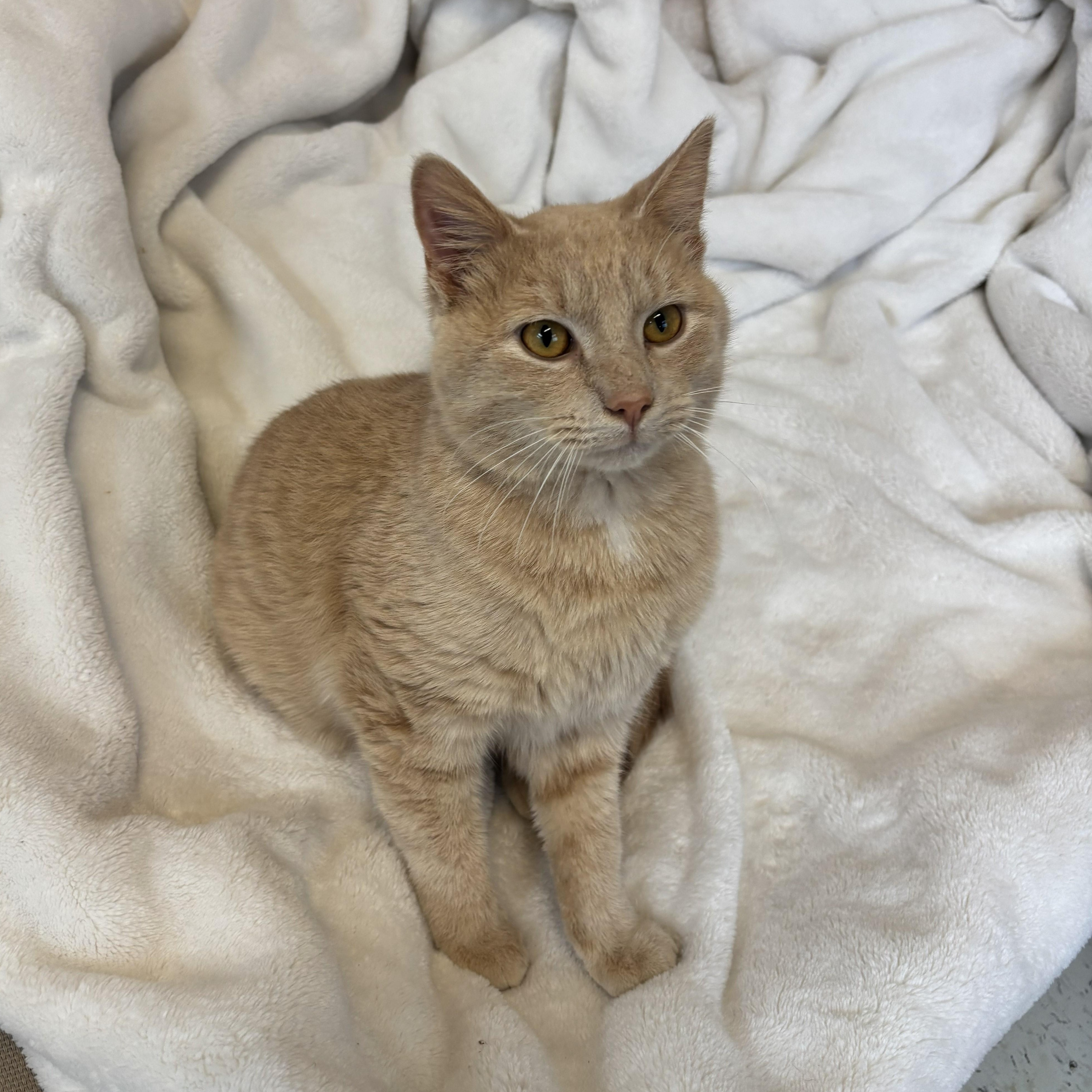 Enlarge Barley, an adopted mixed breed in Franklin, NC image 1/1