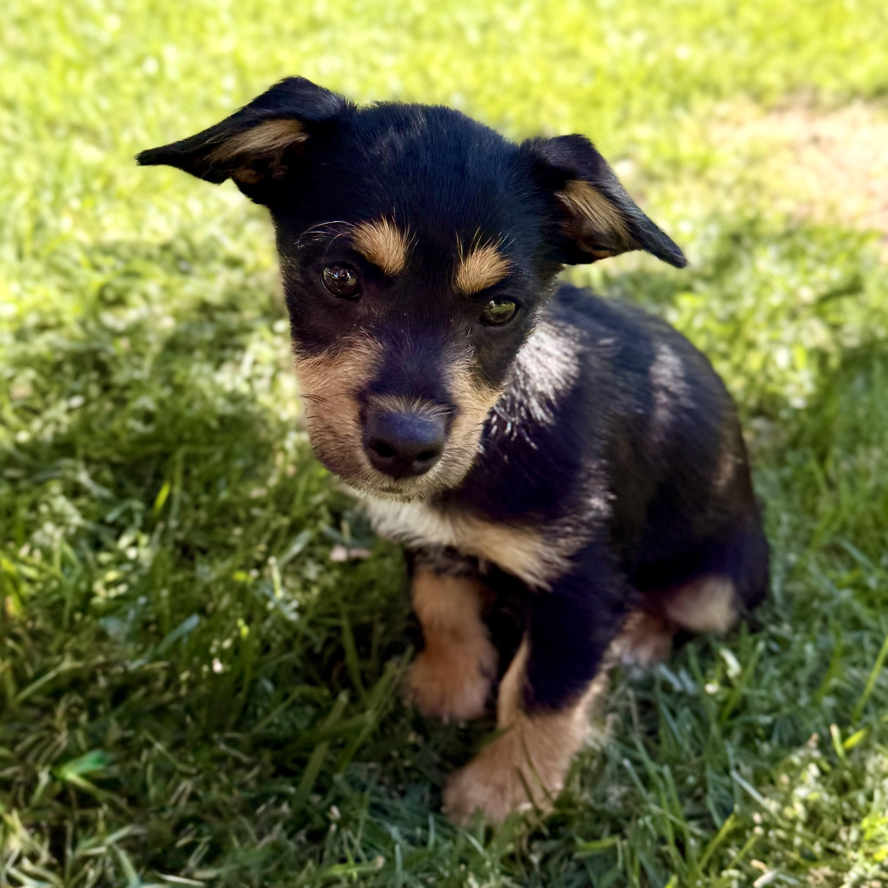 Enlarge Blackberry, a ADOPTABLE mixed breed in modesto, CA image 3/6