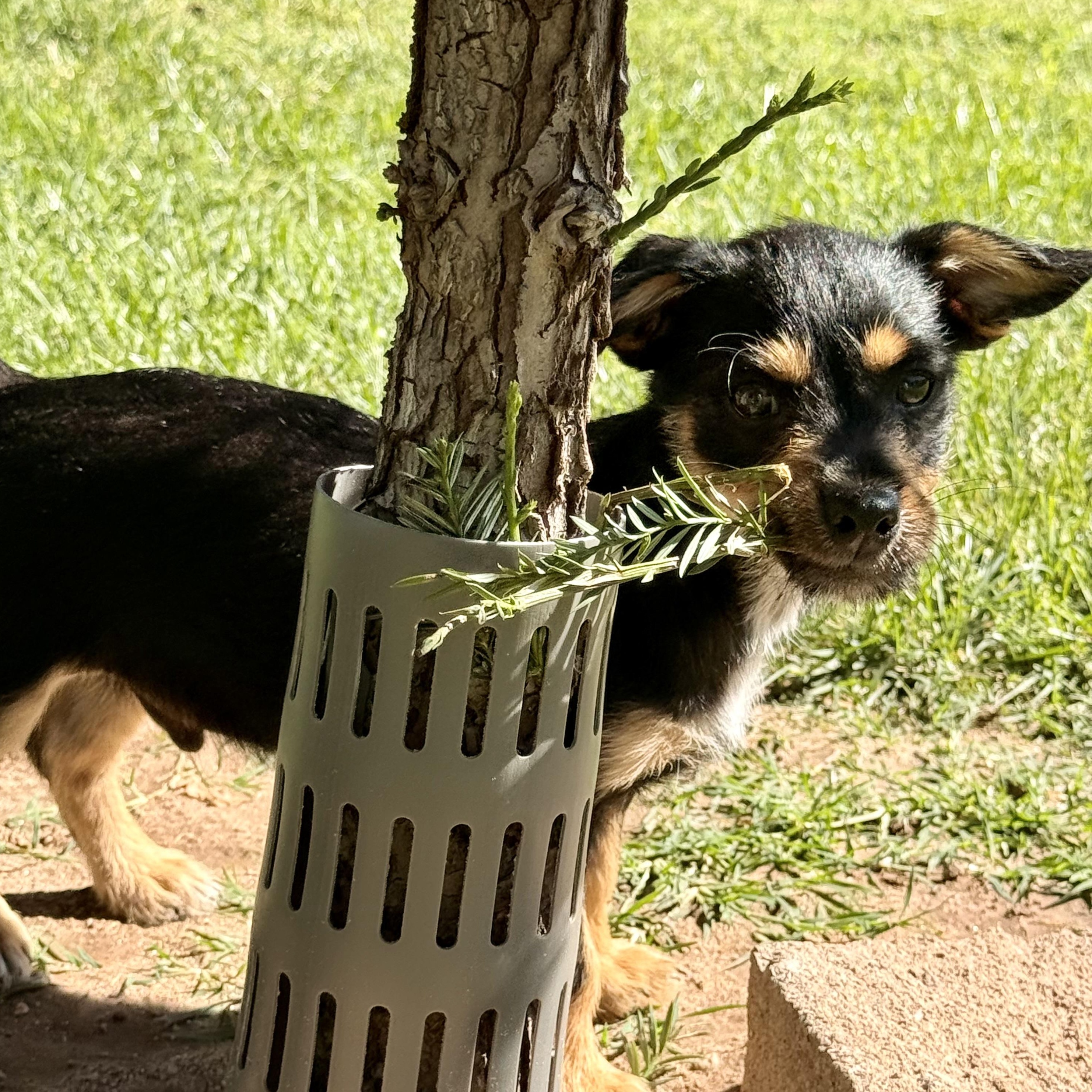 Enlarge Blackberry, a ADOPTABLE mixed breed in modesto, CA image 6/6