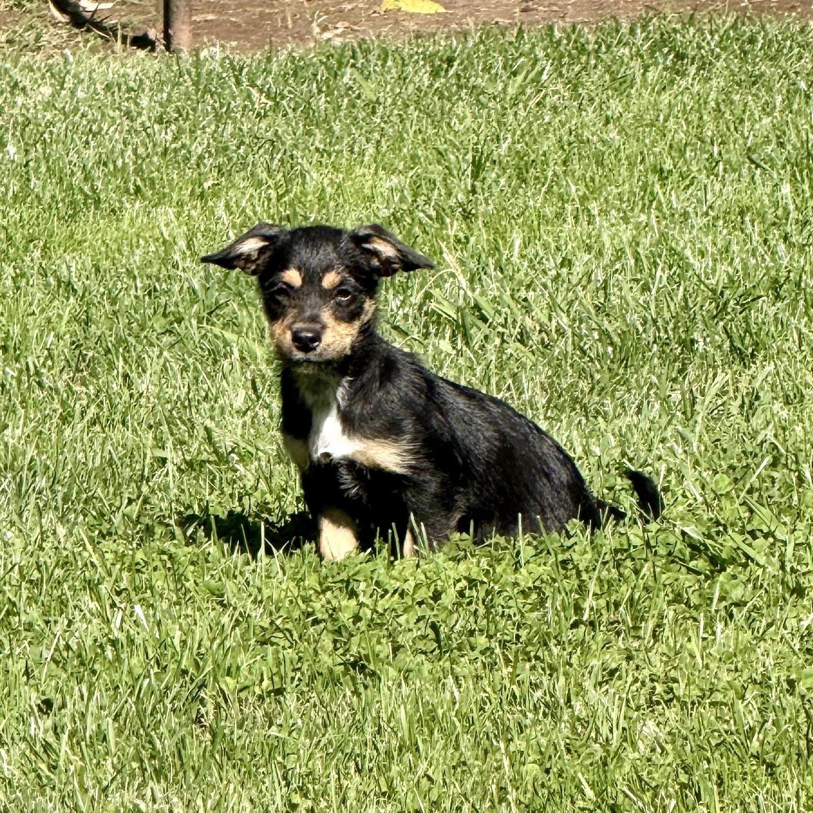 Enlarge Blackberry, a ADOPTABLE mixed breed in modesto, CA image 5/6