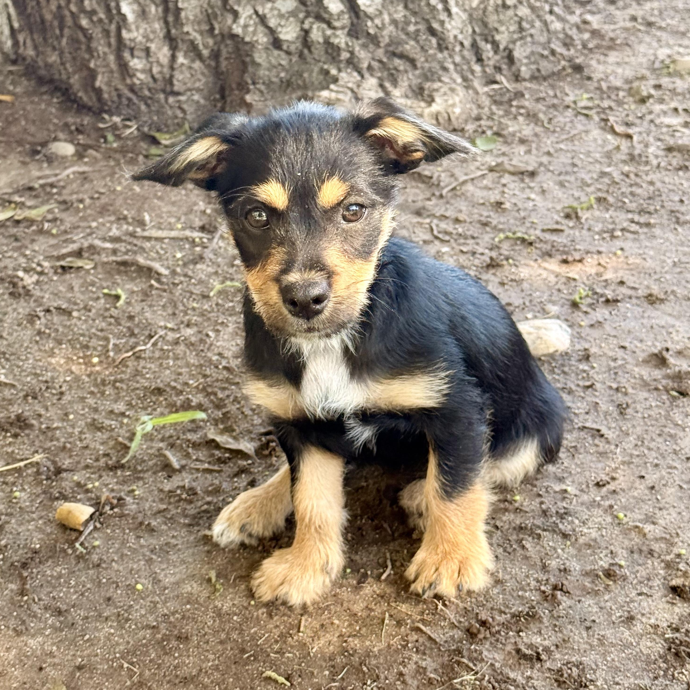 Enlarge Blackberry, a ADOPTABLE mixed breed in modesto, CA image 1/6