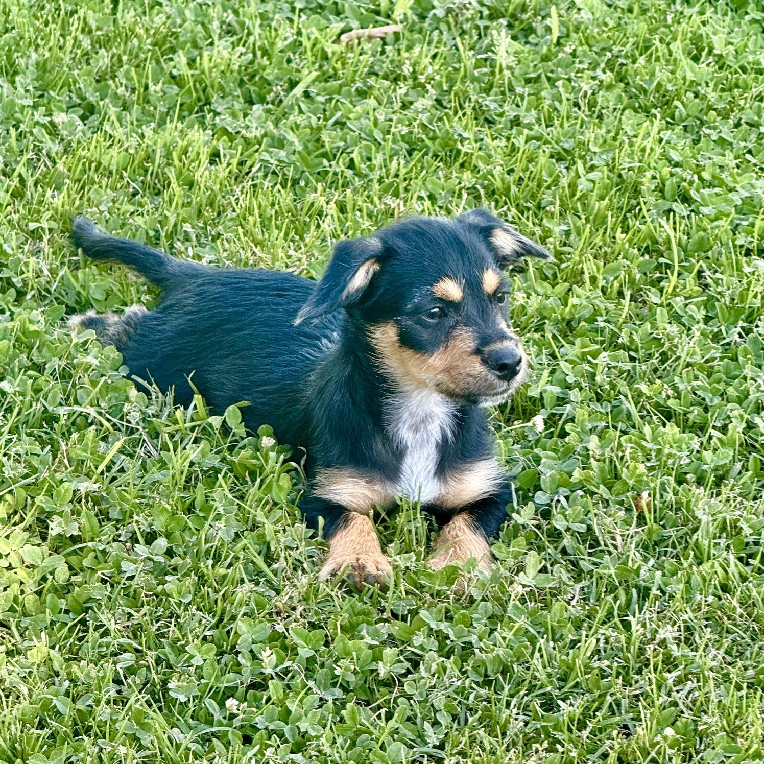Enlarge Blackberry, a ADOPTABLE mixed breed in modesto, CA image 2/6
