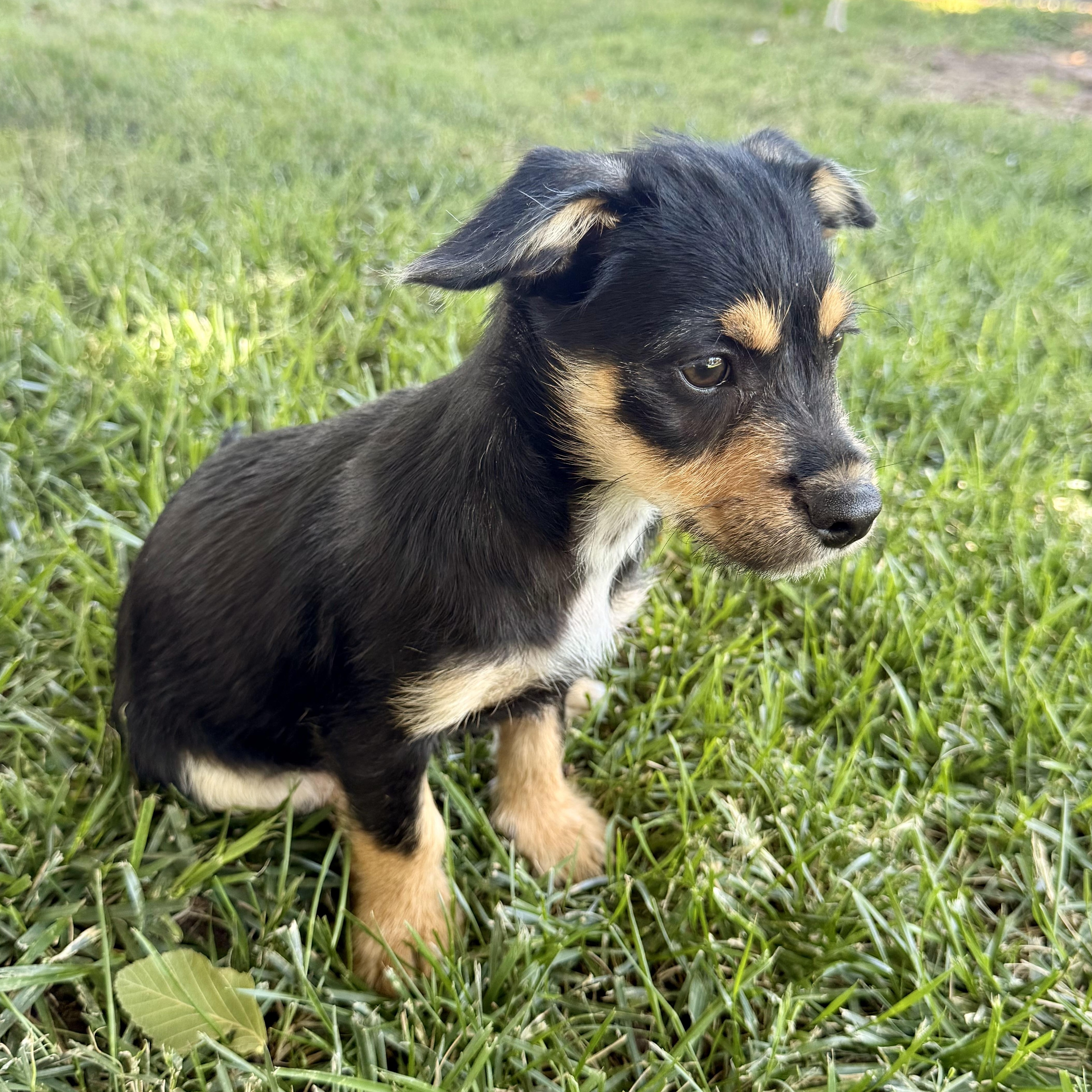 Enlarge Blackberry, a ADOPTABLE mixed breed in modesto, CA image 4/6