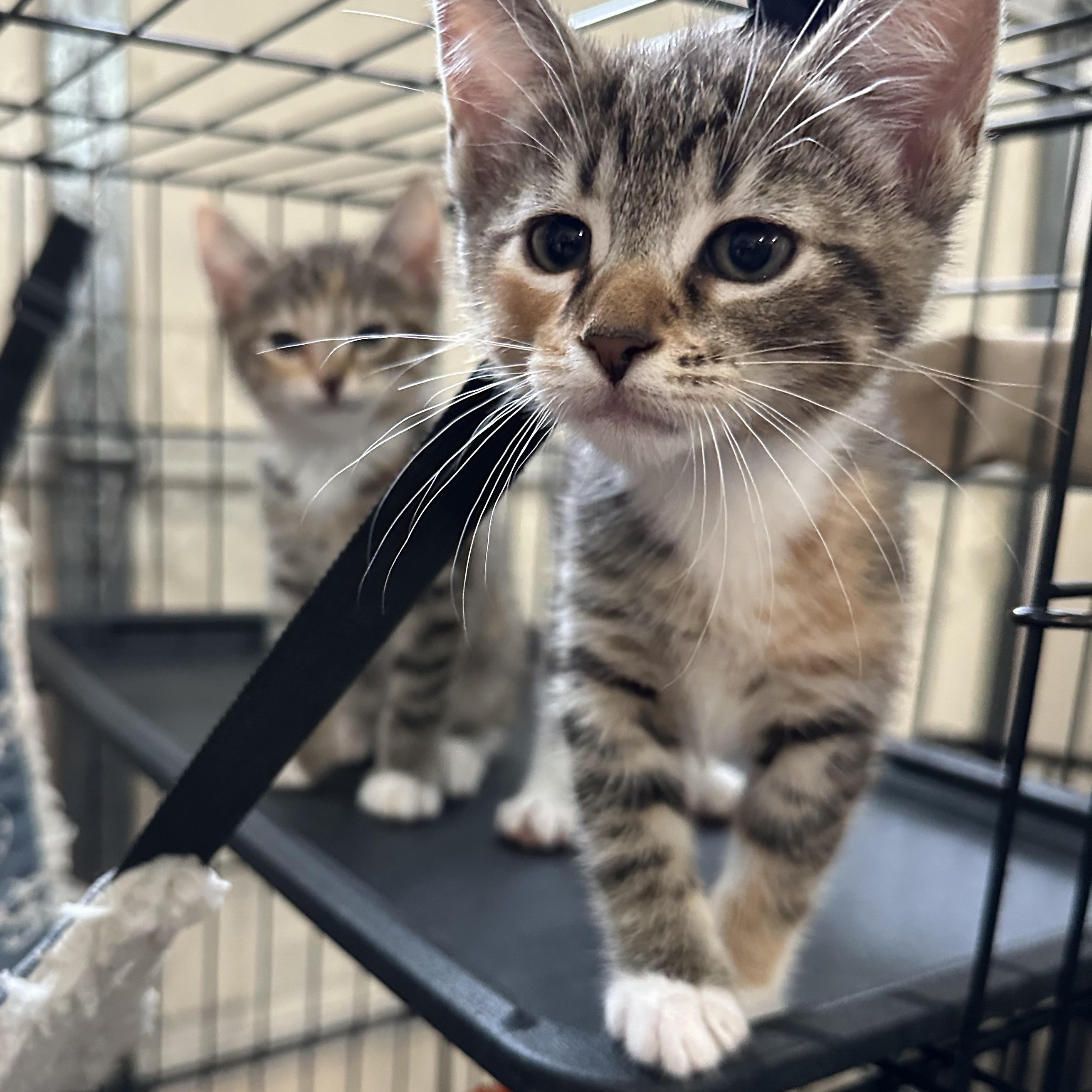 Fifi, Baby Female Domestic Short Hair