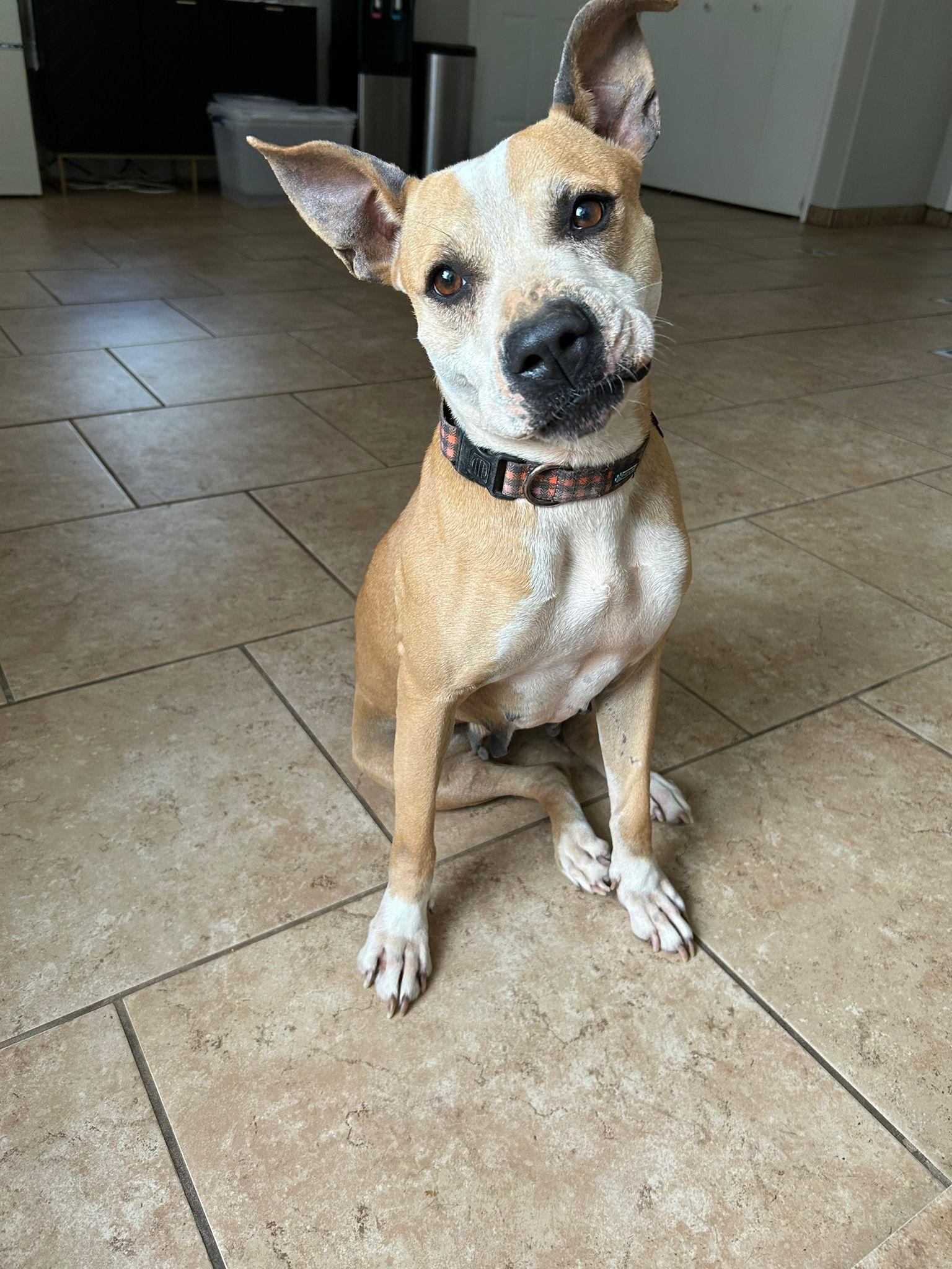 Pearl, Adoptable, Adult Female Boxer.