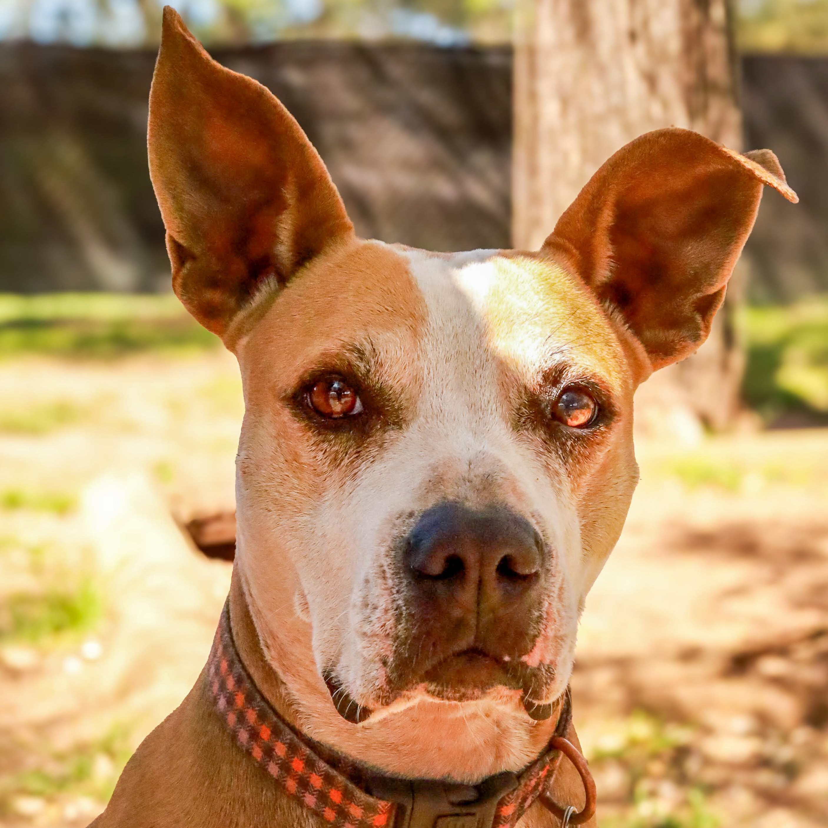 Pearl, Adoptable, Adult Female Boxer.