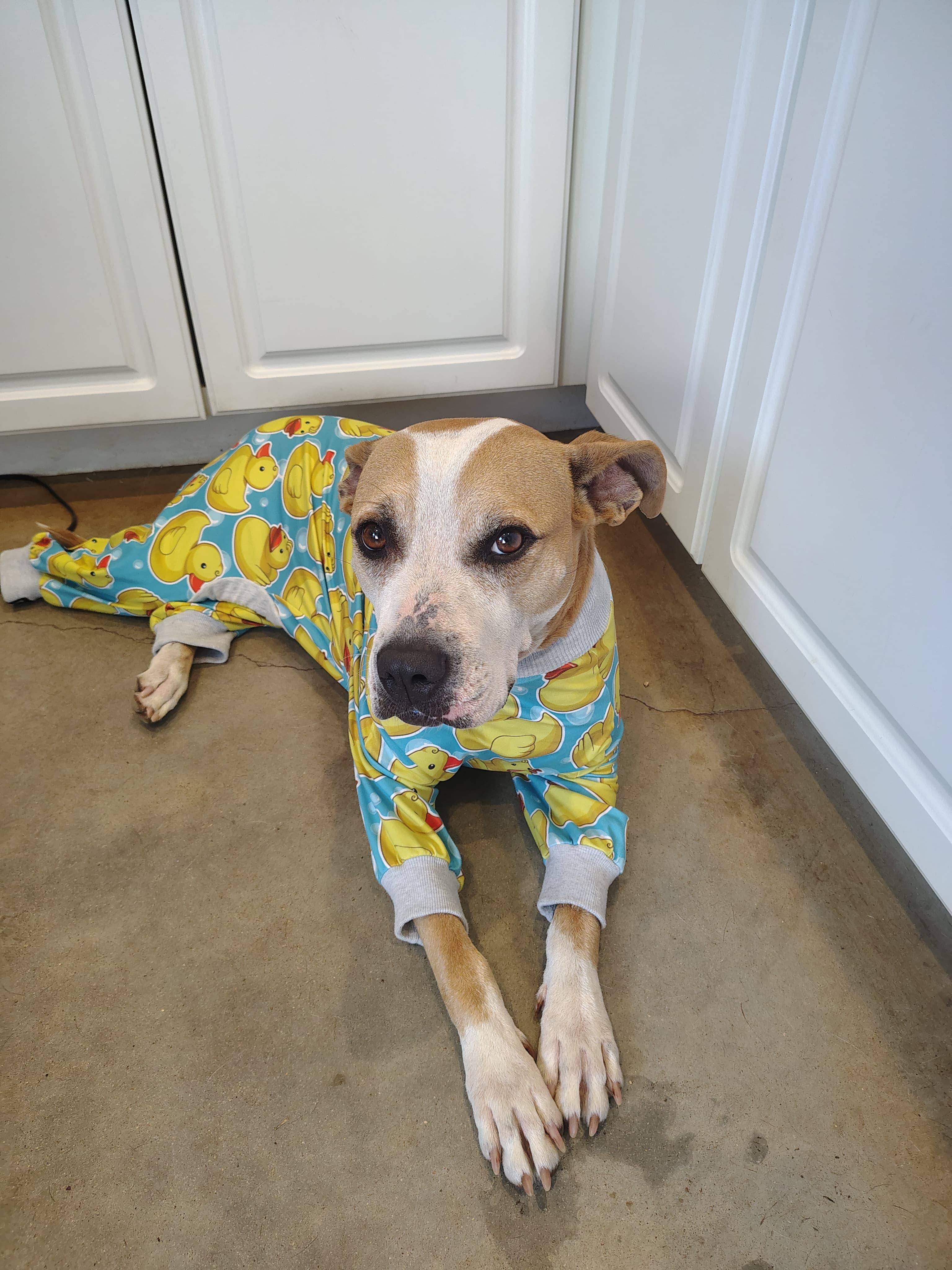 Pearl, a Adoptable mixed breed in Marble Falls, TX image 3/3