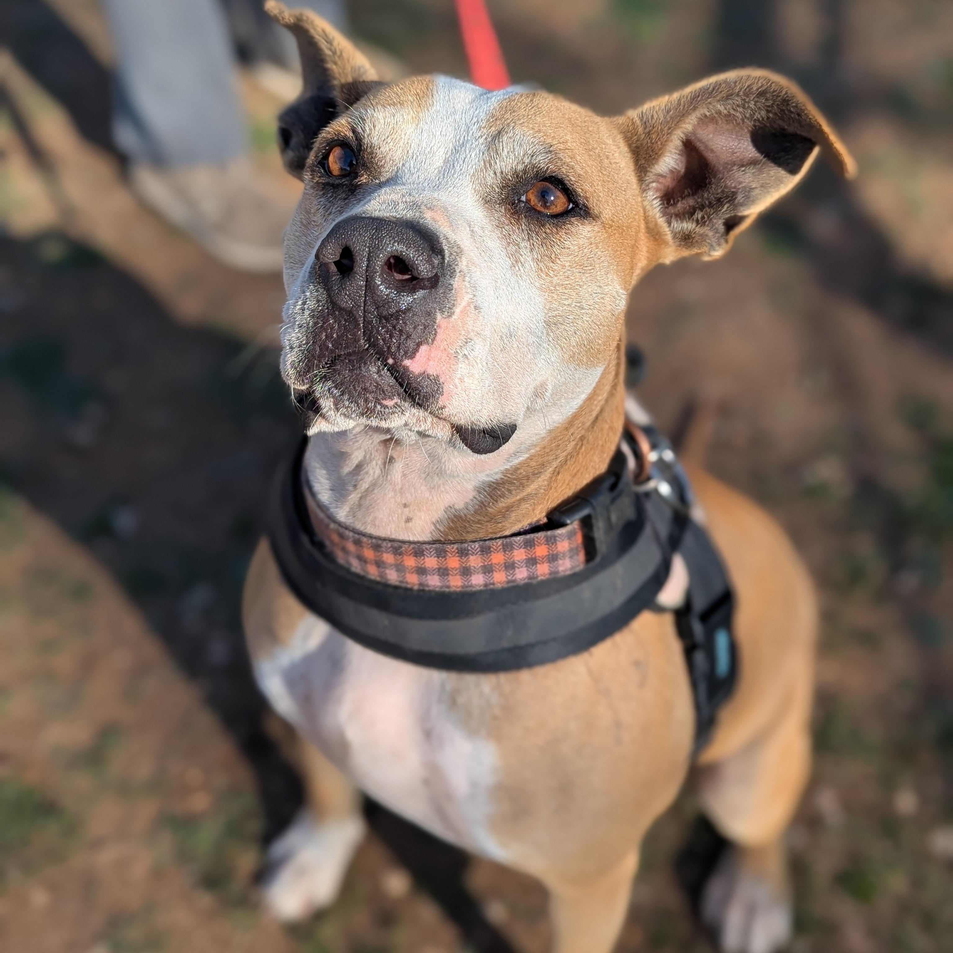 Enlarge Pearl, a Adoptable mixed breed in Marble Falls, TX image 2/2