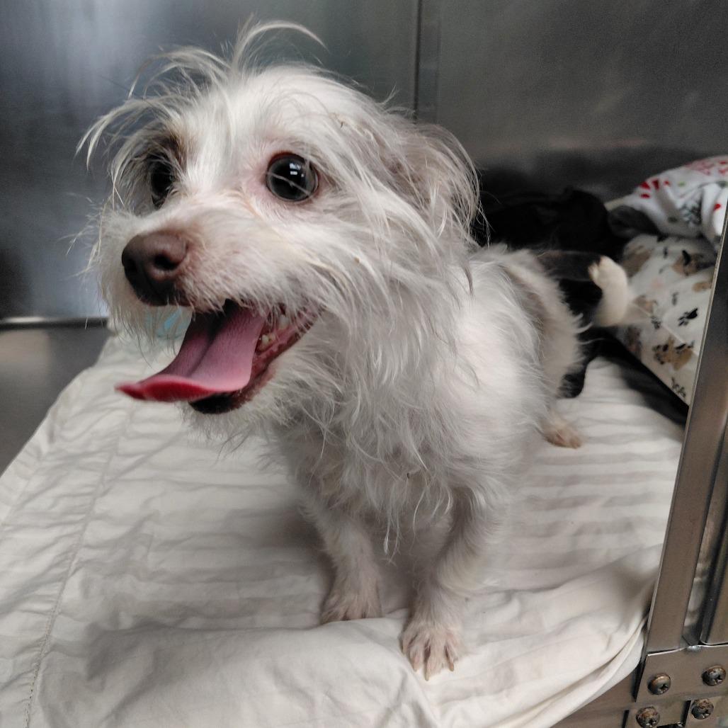Chalupa, Adoptable, Young Female Terrier & Chihuahua.