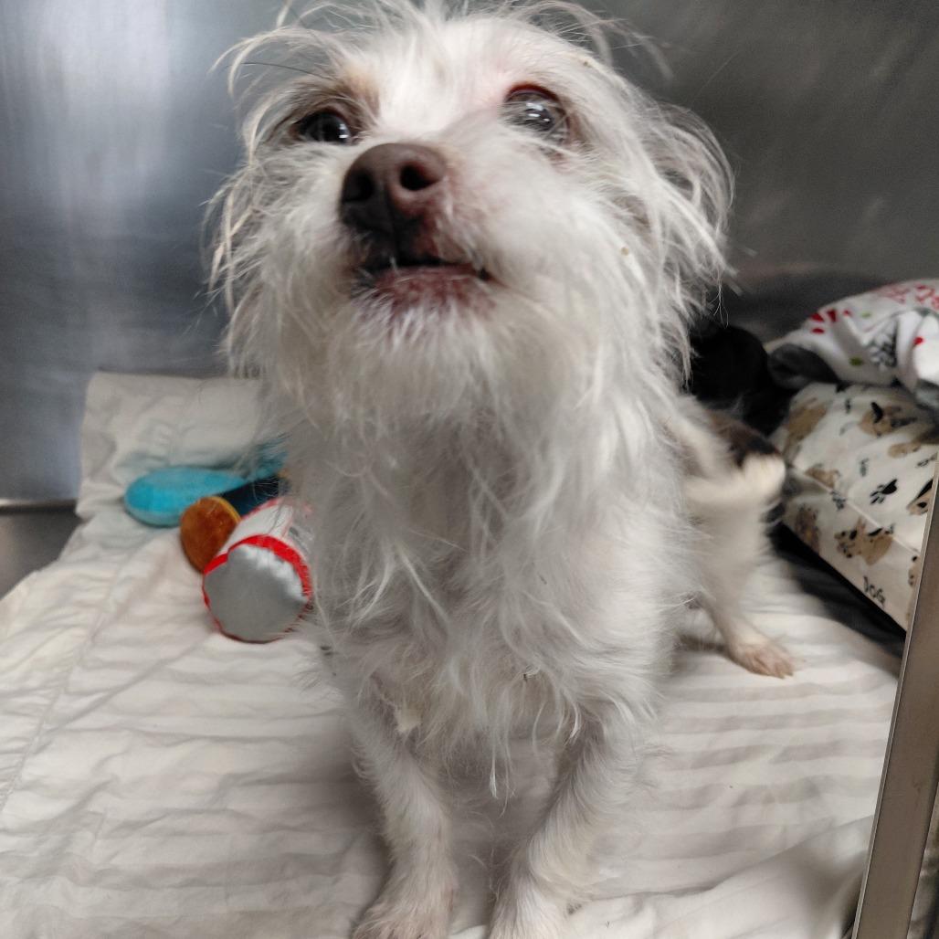 Enlarge Chalupa, a Adoptable mixed breed in Philadelphia, PA image 2/2