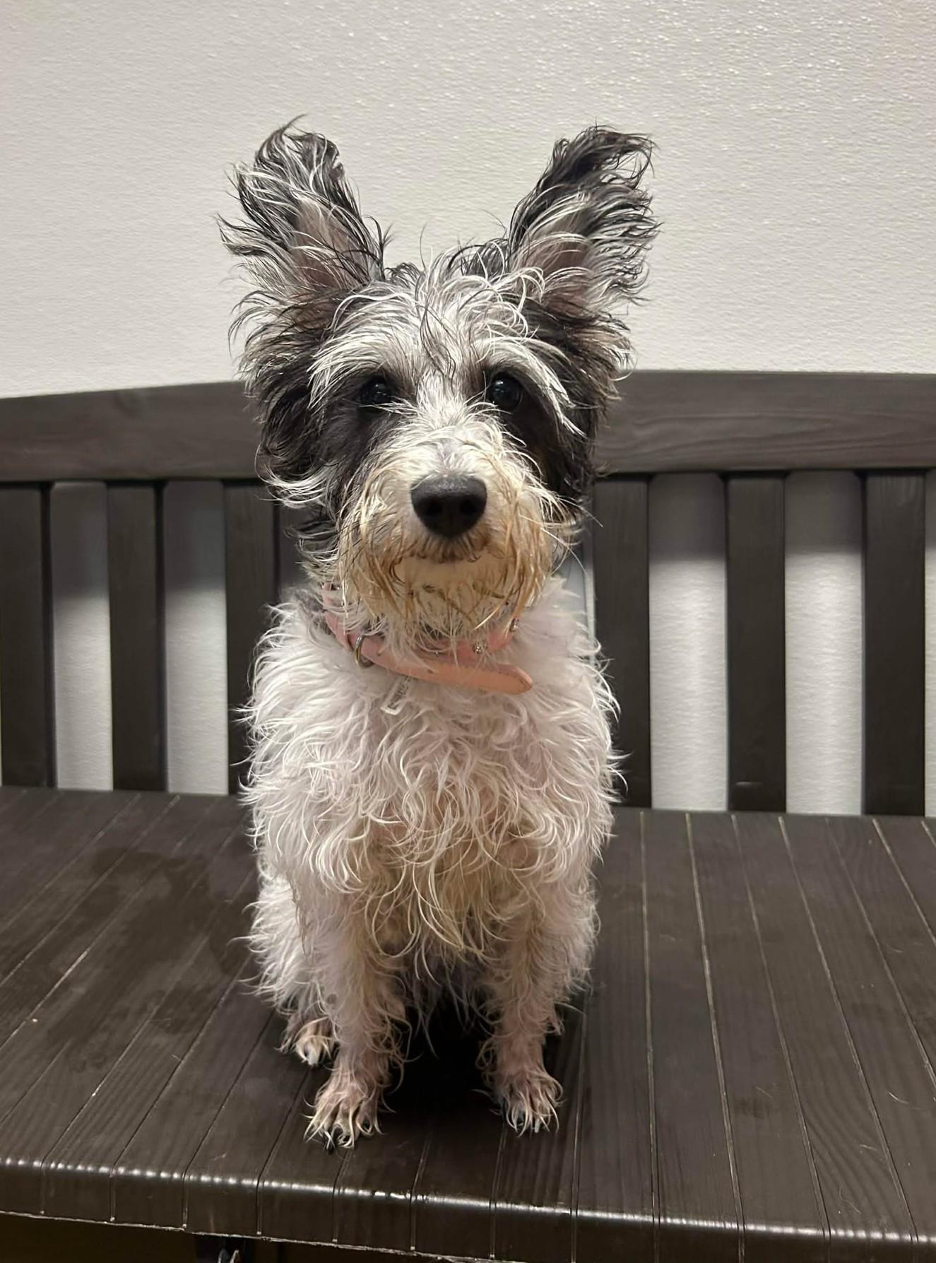 Eva, an adopted mixed breed in Maryville, MO image 3/3