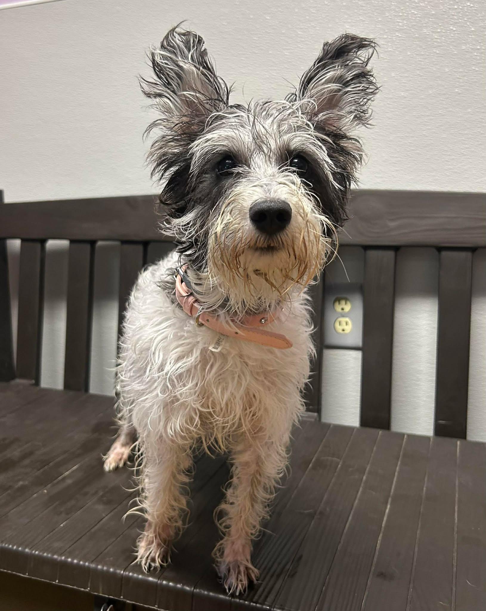 Eva, an adopted mixed breed in Maryville, MO image 1/3