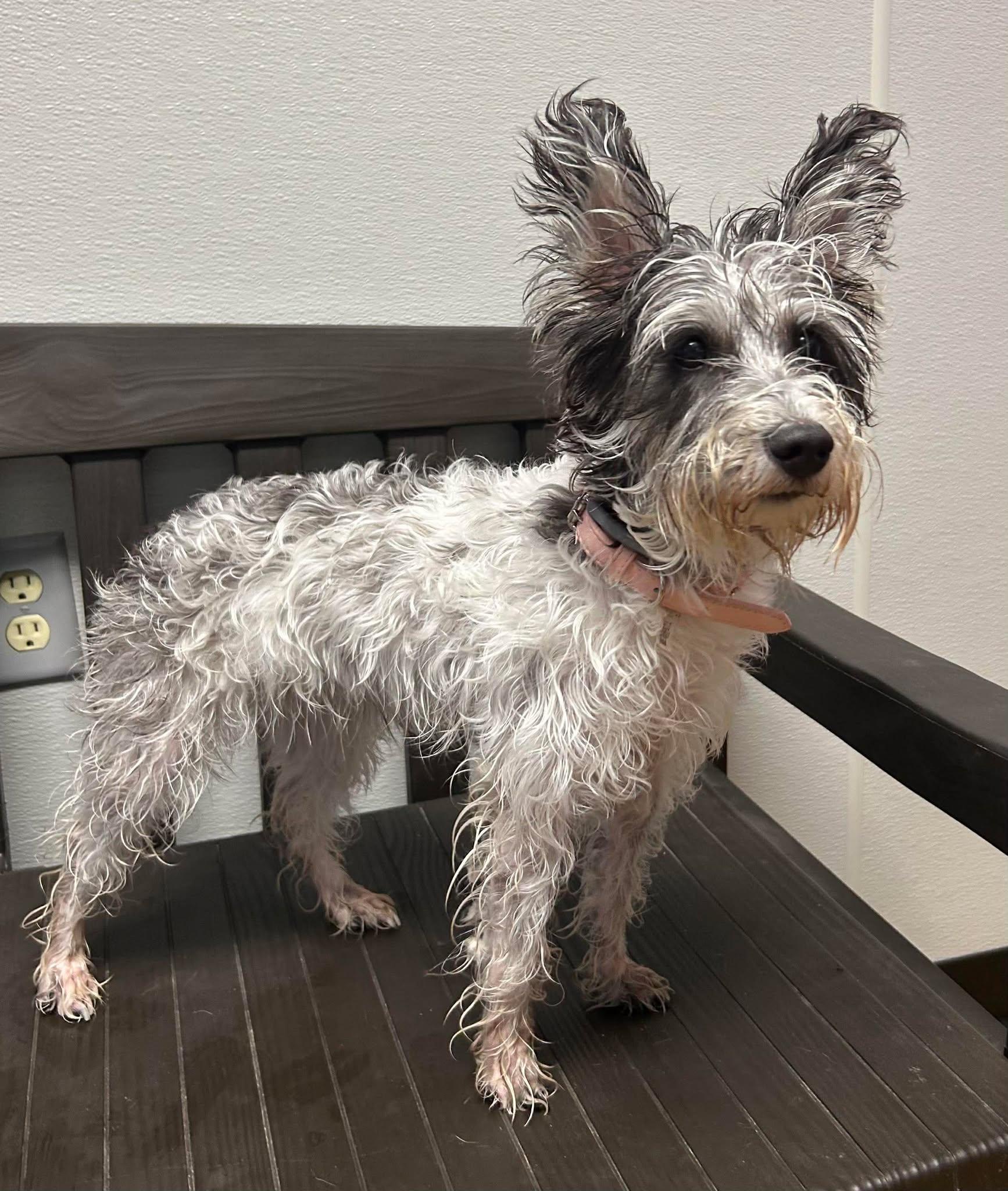 Eva, an adopted mixed breed in Maryville, MO image 2/3