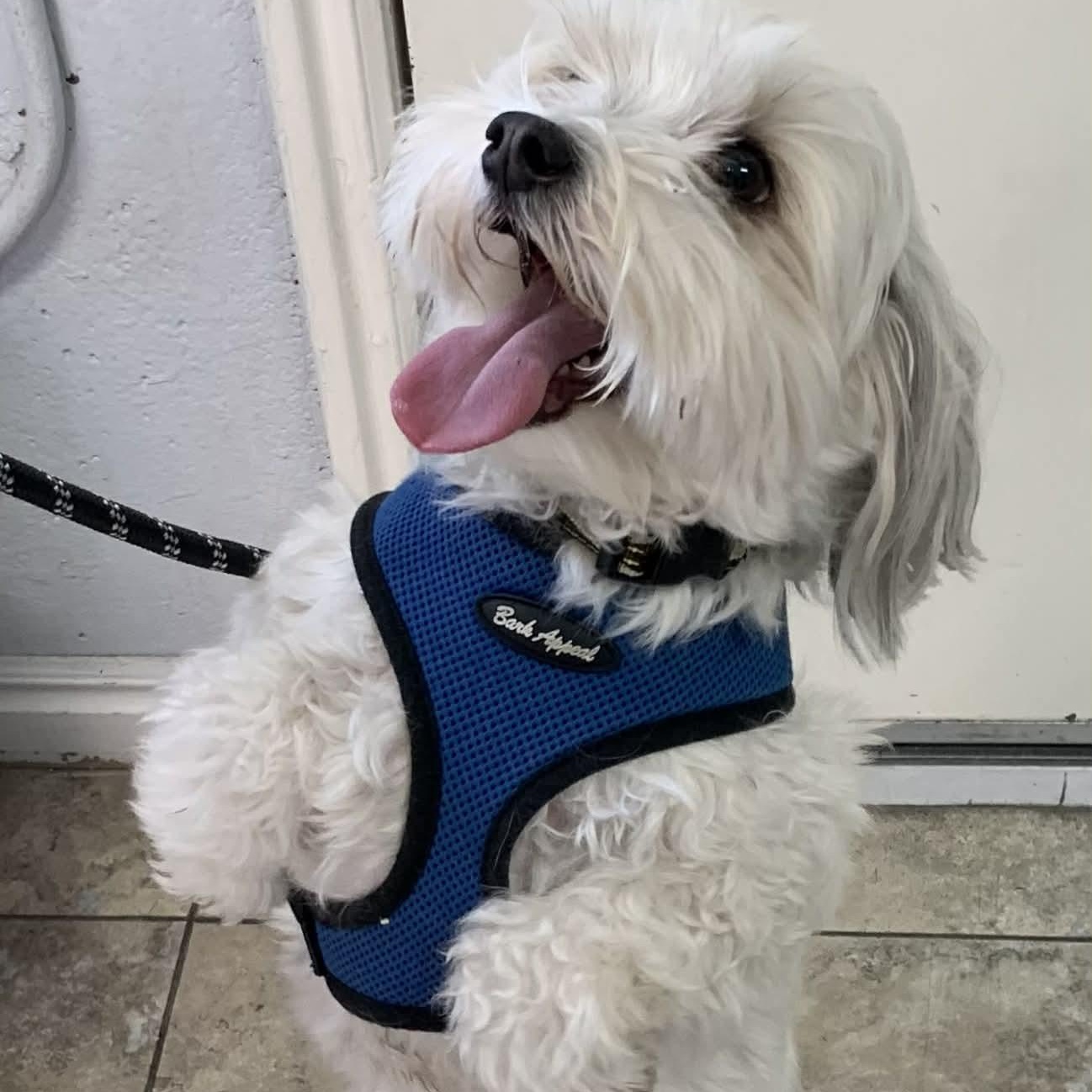 Enlarge Toby, an adopted mixed breed in St. George, UT image 2/4