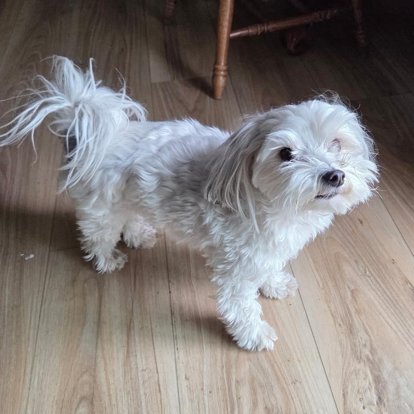 Toby, adopted, Adult Male Shih Tzu & Maltese.