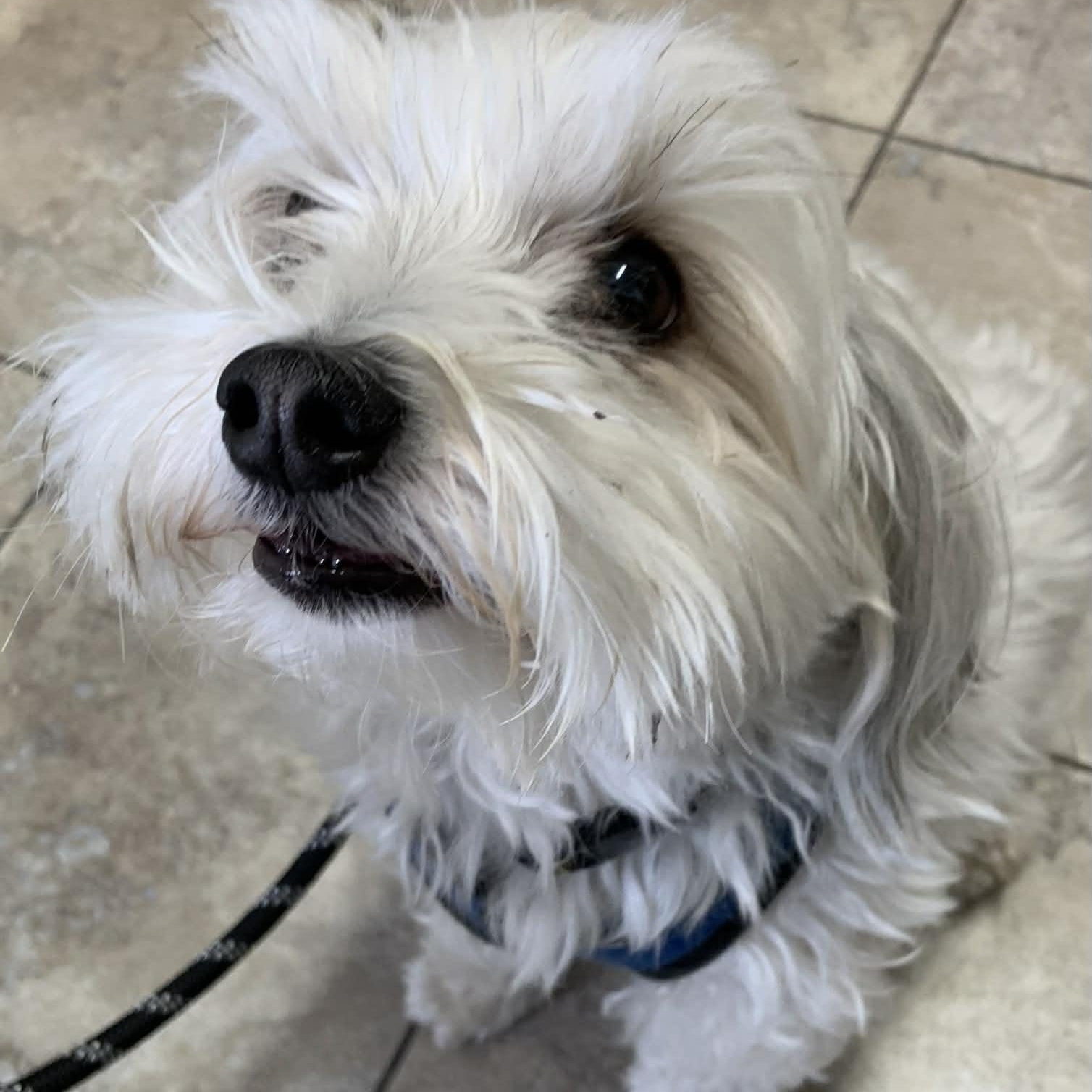 Enlarge Toby, an adopted mixed breed in St. George, UT image 3/4