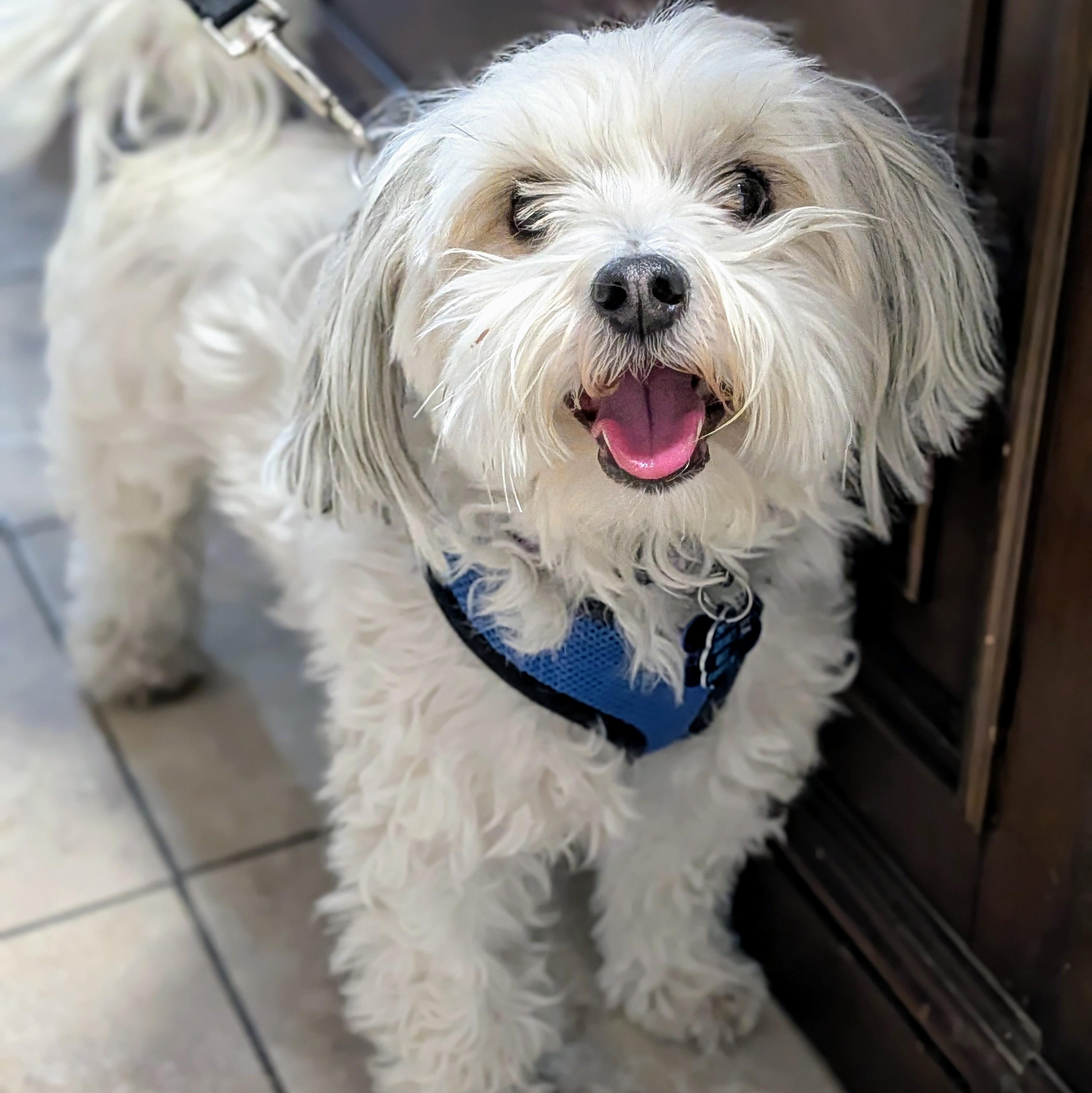 Enlarge Toby, an adopted mixed breed in St. George, UT image 4/4