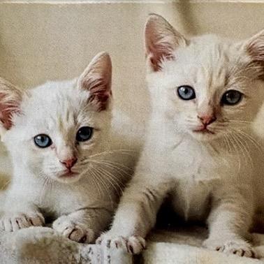 Enlarge Amber, a Adoptable Siamese in League City, TX image 1/4