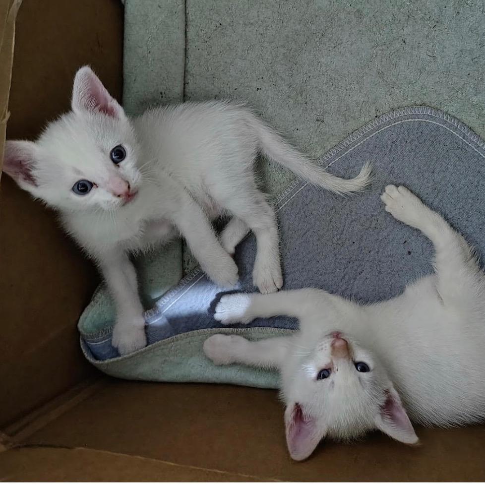 Amber, Adoptable, Kitten Female Siamese.