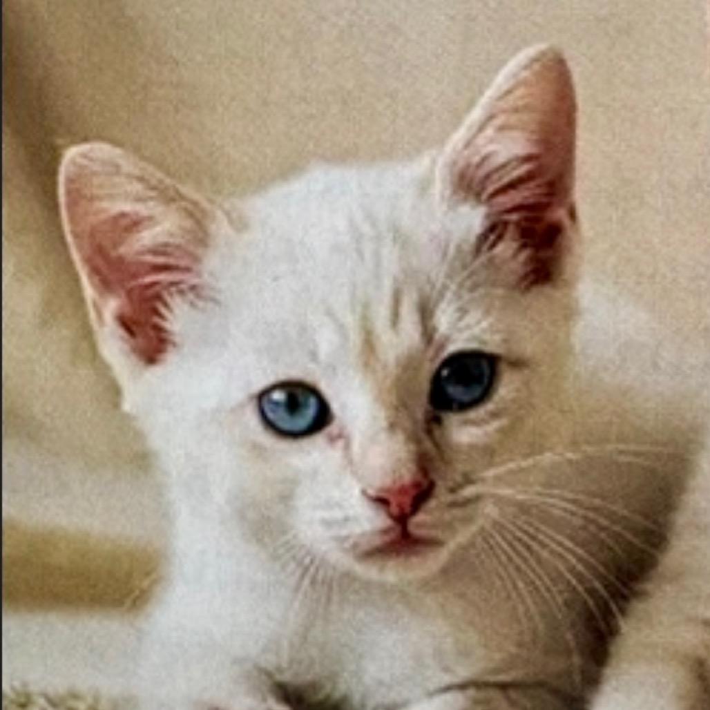 Enlarge Amber, a Adoptable Siamese in League City, TX image 4/4