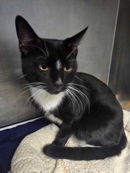Dip Dip, Adoptable, Adult Male Domestic Short Hair & Domestic Short Hair.