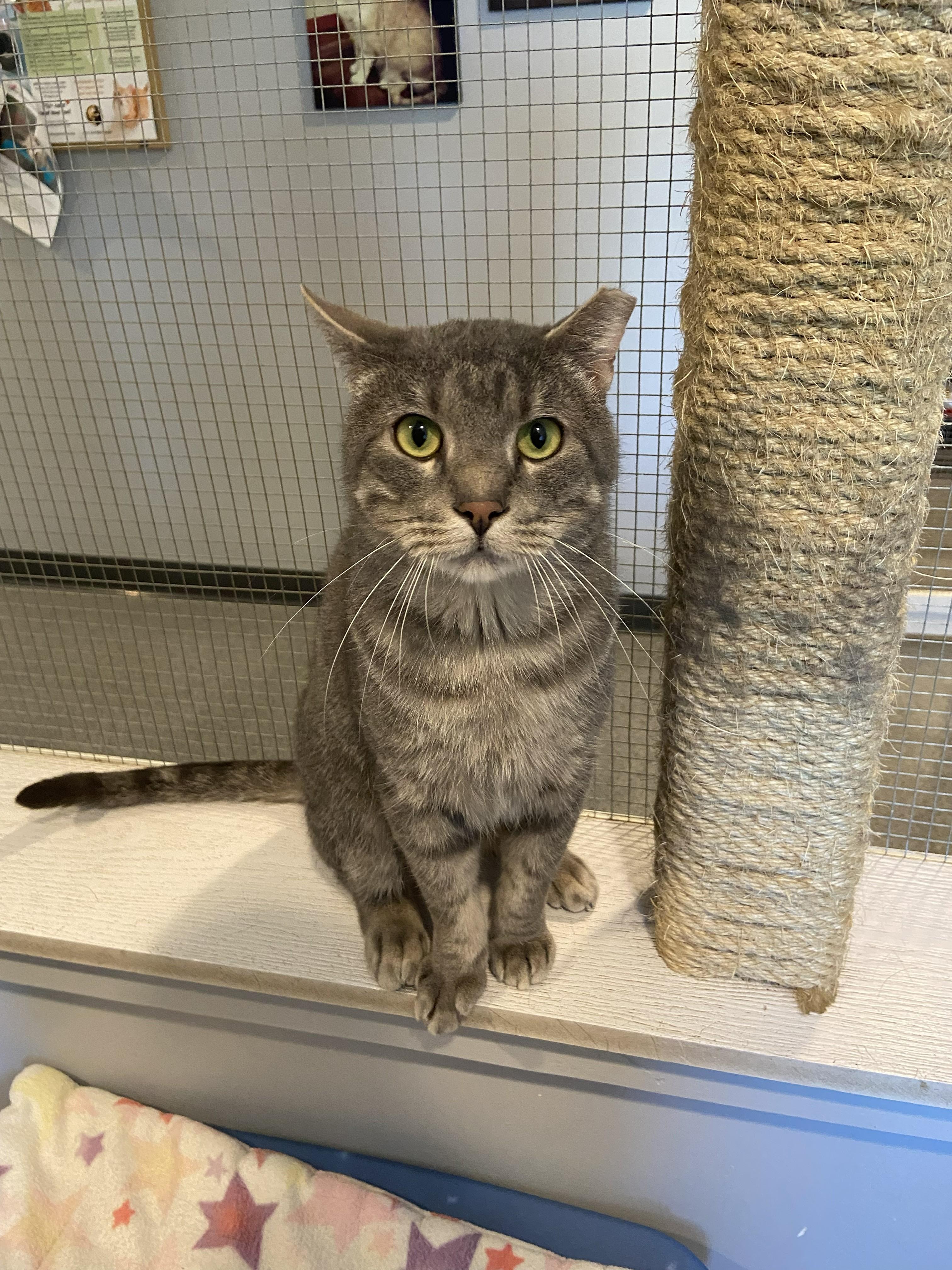 Enlarge Dustin, a ADOPTABLE Domestic Short Hair in Lincoln, NE image 1/3