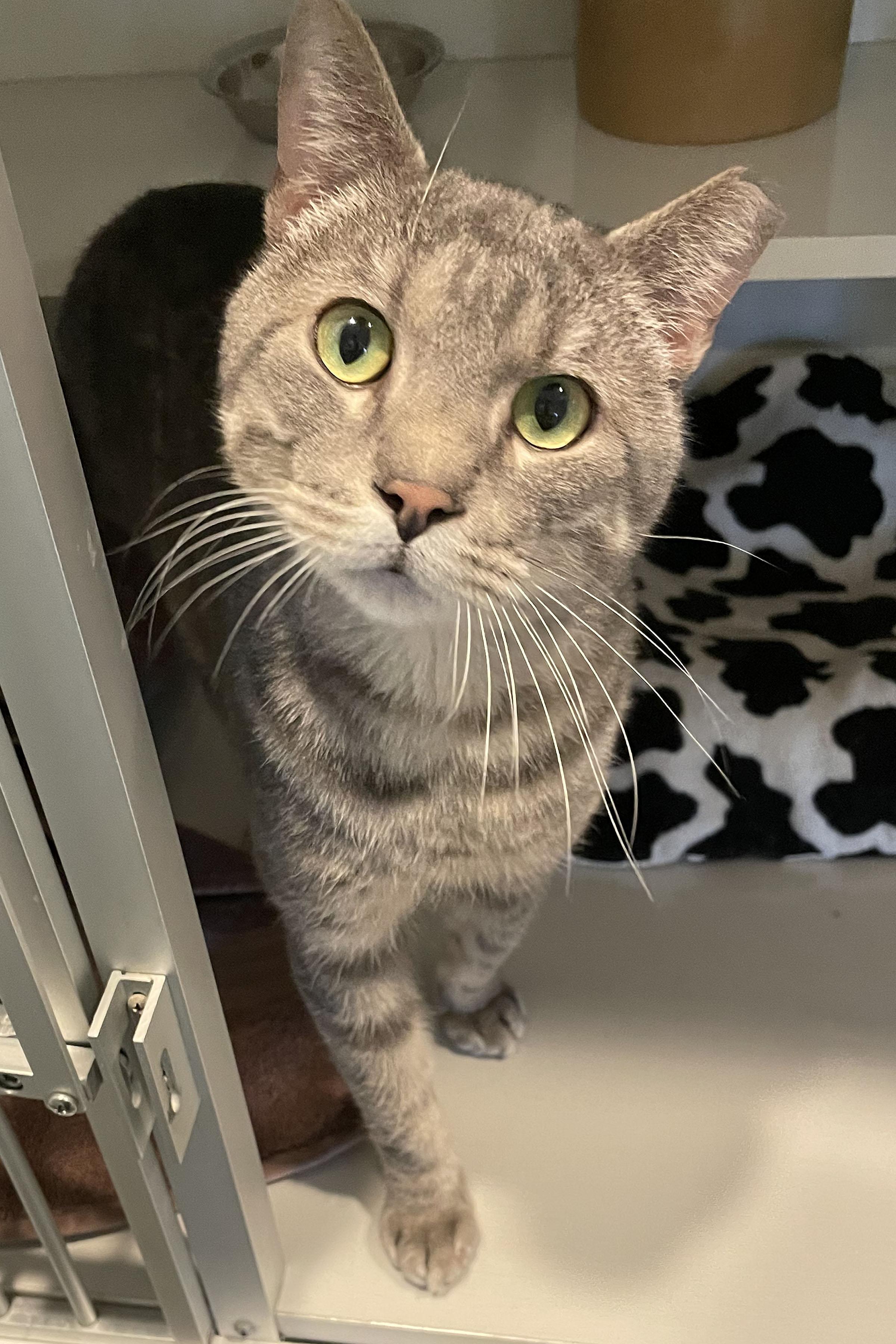 Enlarge Dustin, a ADOPTABLE Domestic Short Hair in Lincoln, NE image 3/3