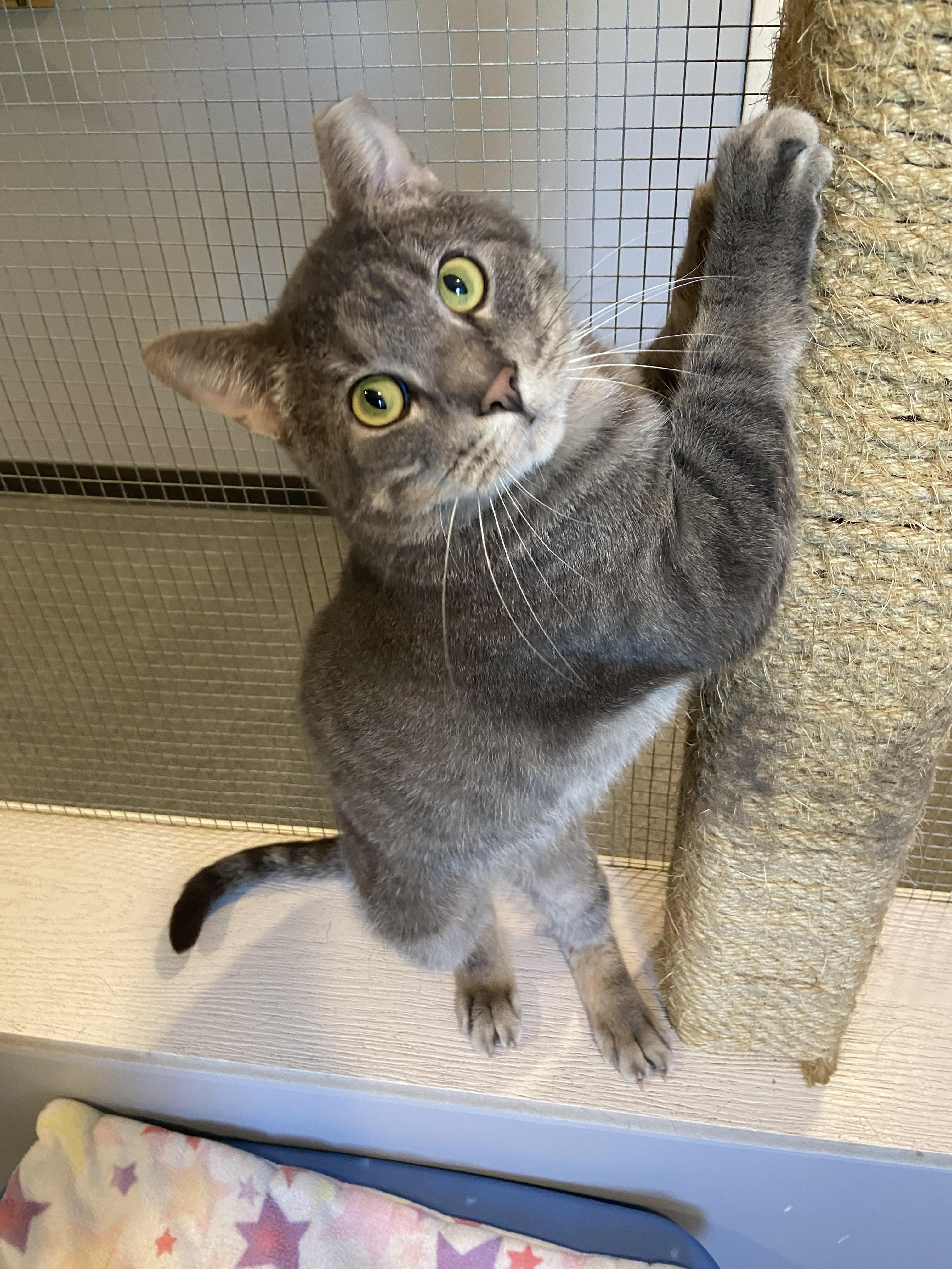 Enlarge Dustin, a ADOPTABLE Domestic Short Hair in Lincoln, NE image 2/3