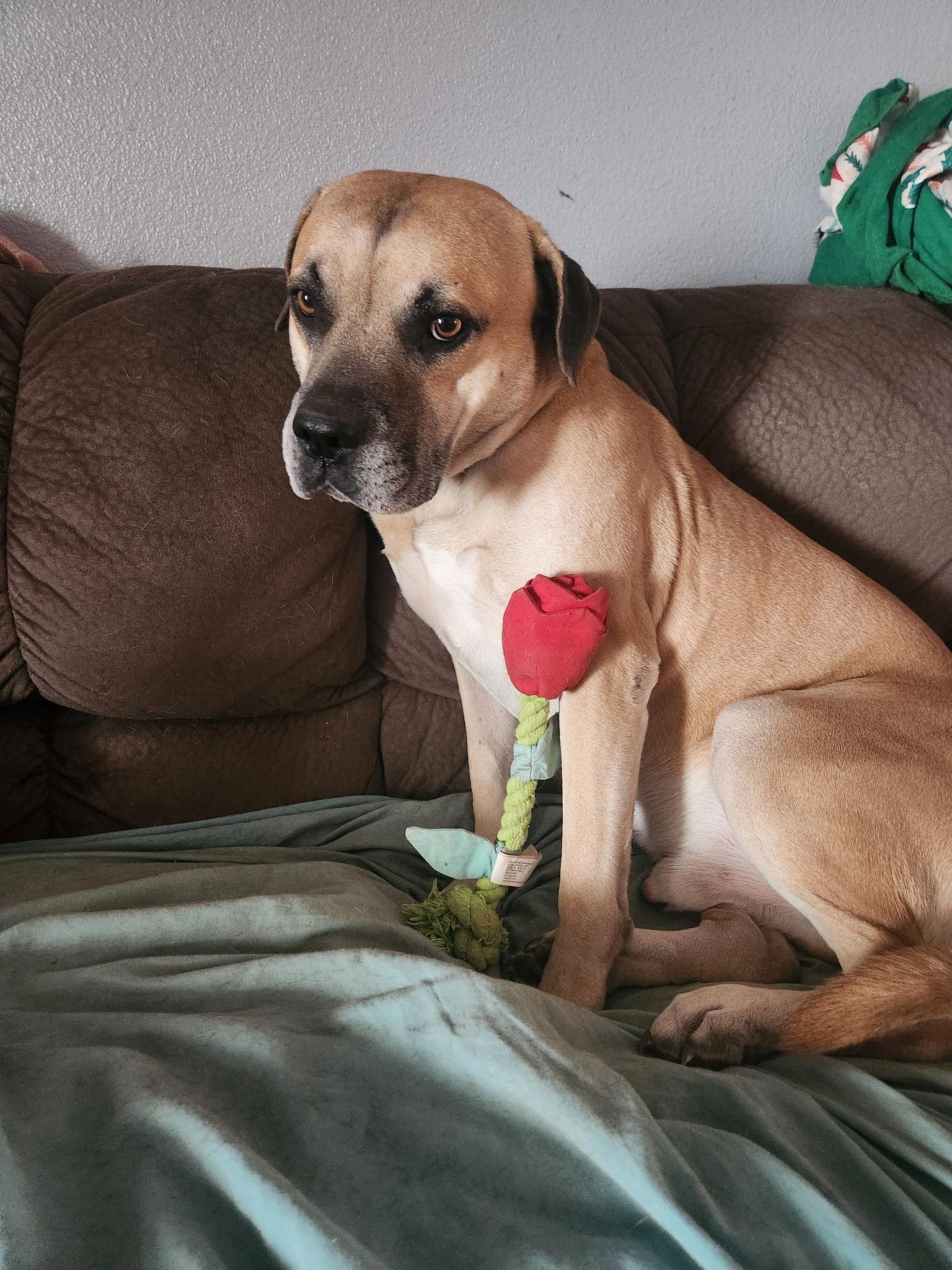 Enlarge Duncan, a Adopted Mastiff in Mesa, AZ image 1/1