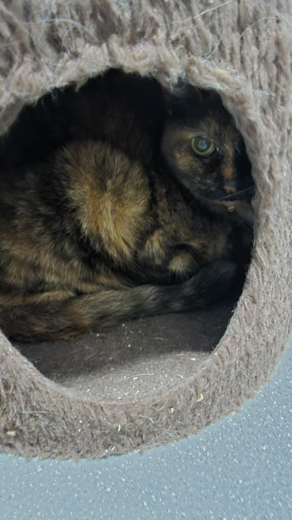 Stargazer Lily, Adoptable, Senior Female Domestic Short Hair.