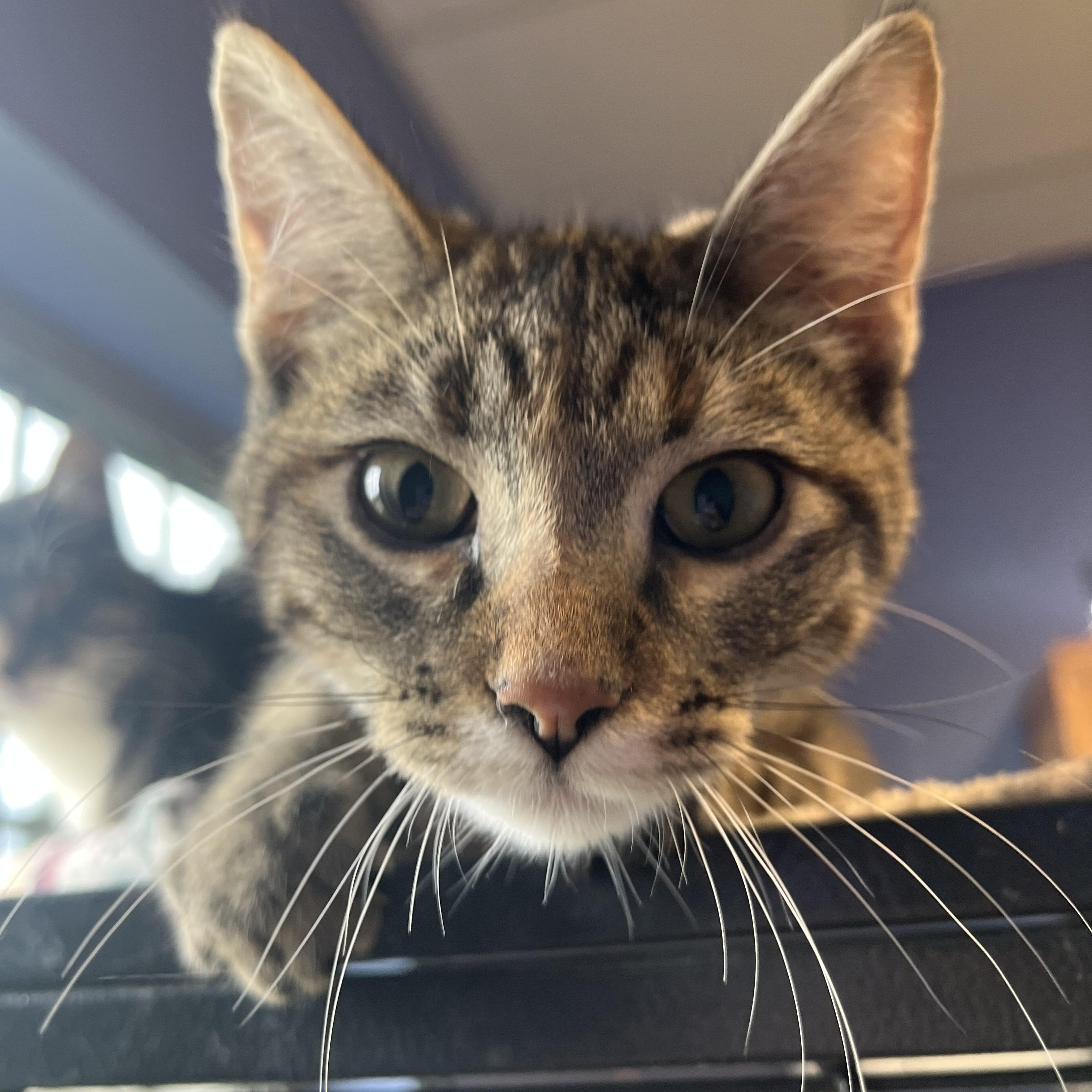 Peanut Buttah, Adoptable, Kitten Female Domestic Short Hair.