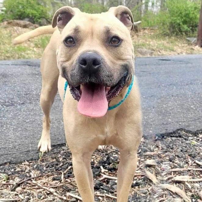 Hiro, Adoptable, Adult Male American Staffordshire Terrier.