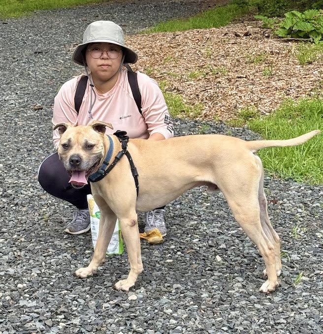 Hiro, a Adoptable American Staffordshire Terrier in Spring Lake, NJ image 3/3