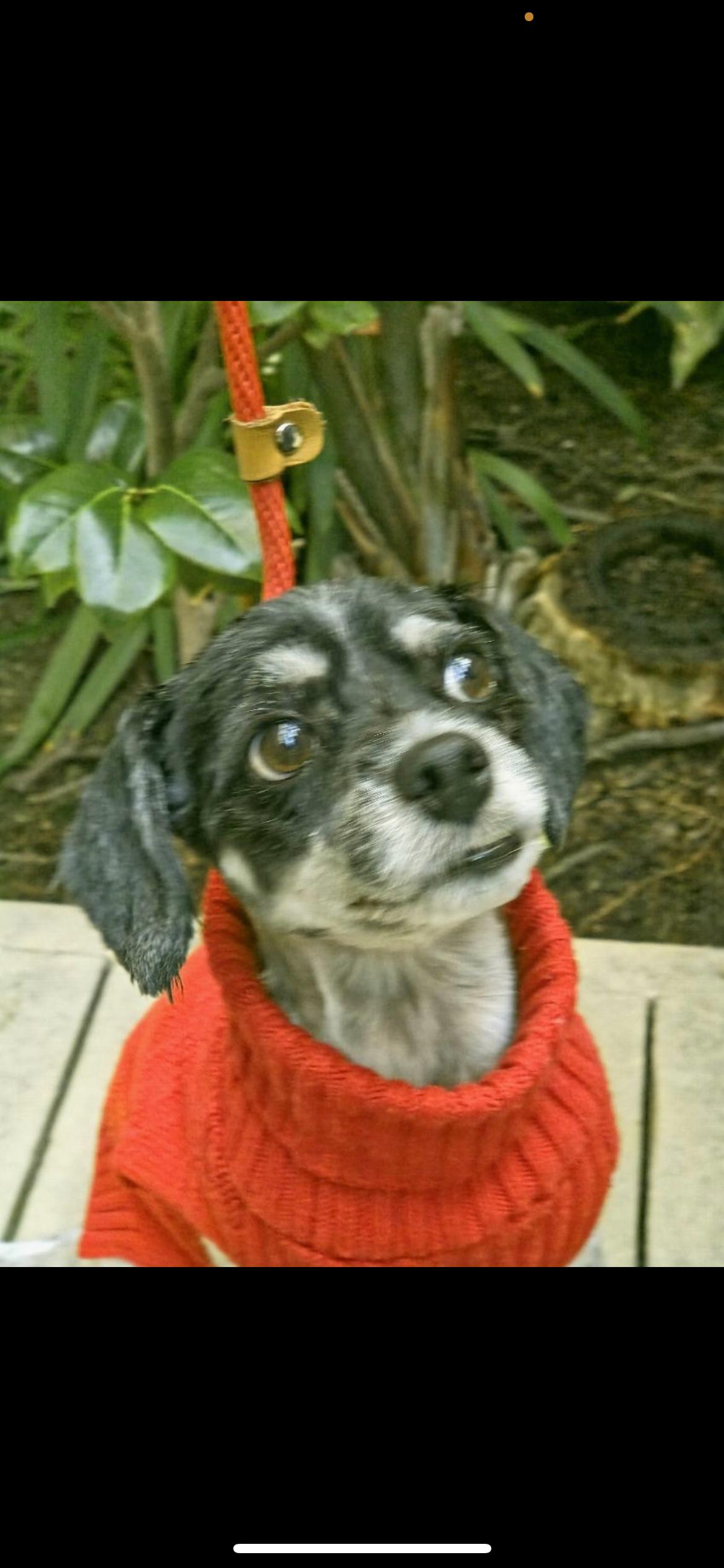 Wizard , a Adoptable mixed breed in Hamden, CT image 4/6