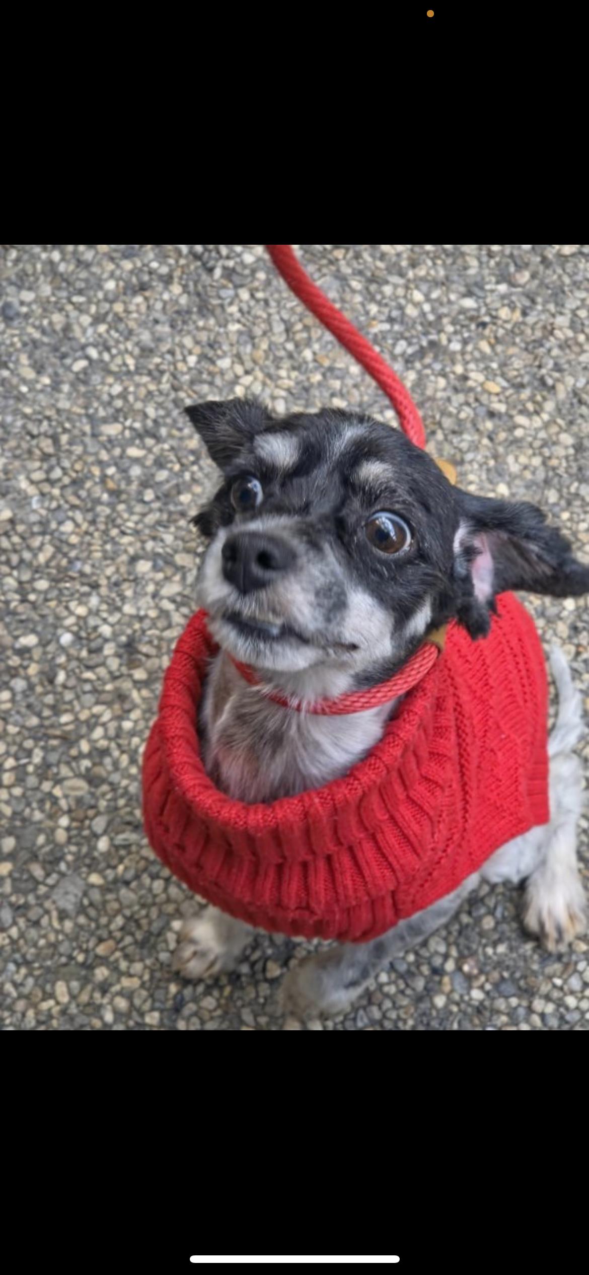 Wizard , a Adoptable mixed breed in Hamden, CT image 5/6