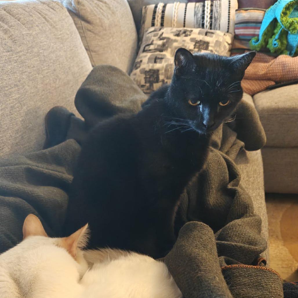 Hurricane, Adoptable, Senior Male Domestic Short Hair.