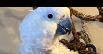 Callie, Adoptable, Adult Female Cockatoo.