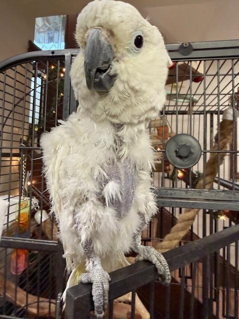 Enlarge Callie, a Adoptable Cockatoo in Pittsburgh, PA image 2/2