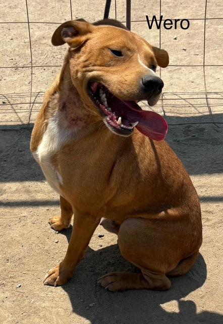 Wero, a Adoptable mixed breed in Los Angeles, CA image 1/3
