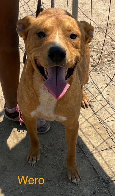 Wero, a Adoptable mixed breed in Los Angeles, CA image 2/3