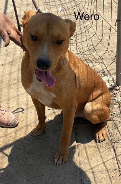 Wero, a Adoptable mixed breed in Los Angeles, CA image 3/3