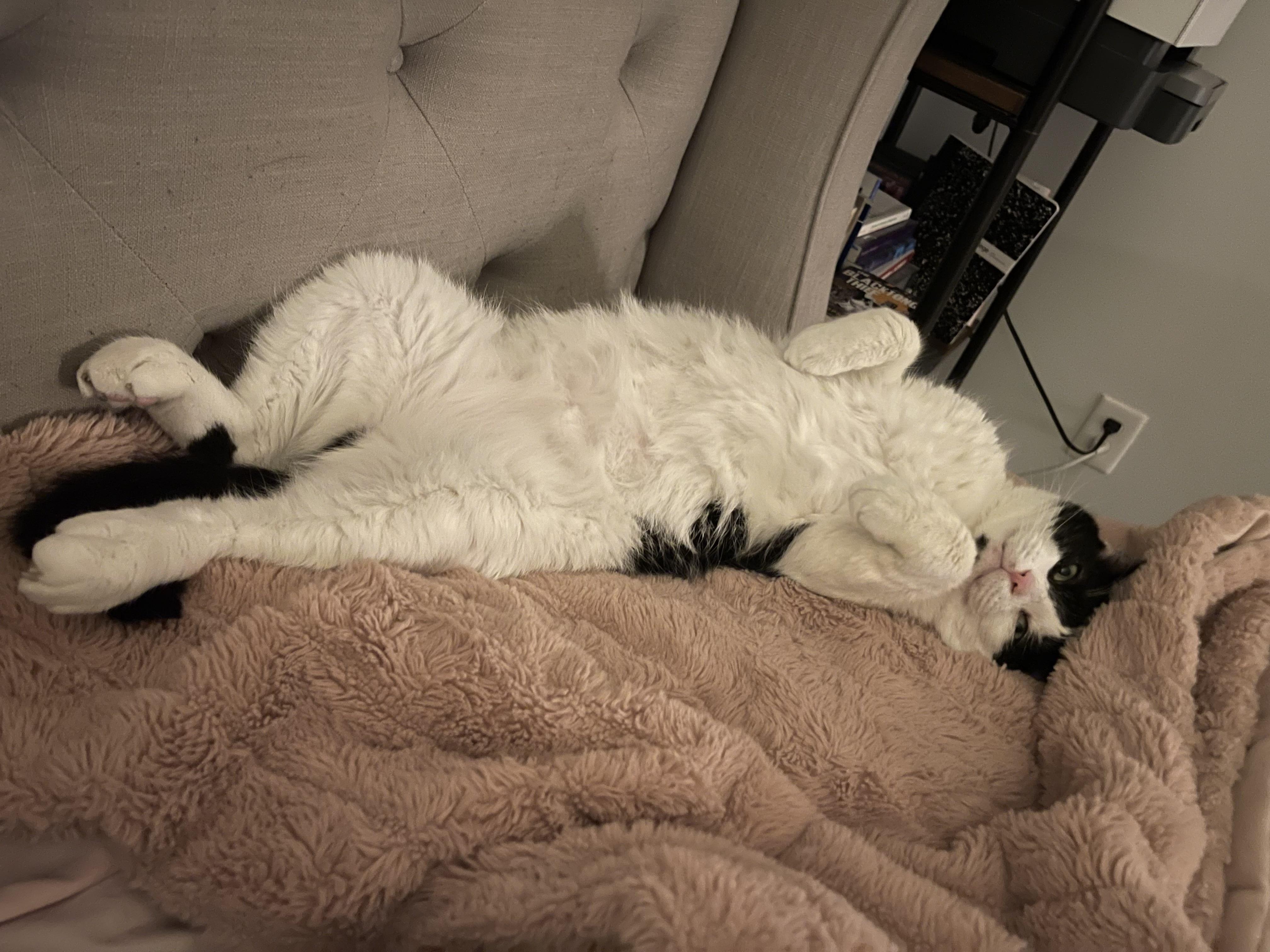 Rico, Adult Male Domestic Short Hair