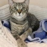 Enlarge Newport, a Adoptable Domestic Short Hair in Santa Cruz, CA image 2/5