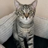 Enlarge Newport, a Adoptable Domestic Short Hair in Santa Cruz, CA image 5/5