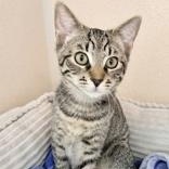 Enlarge Newport, a Adoptable Domestic Short Hair in Santa Cruz, CA image 3/5