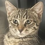 Newport, Adoptable, Kitten Male Domestic Short Hair.
