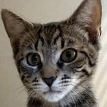 Enlarge Newport, a Adoptable Domestic Short Hair in Santa Cruz, CA image 4/5