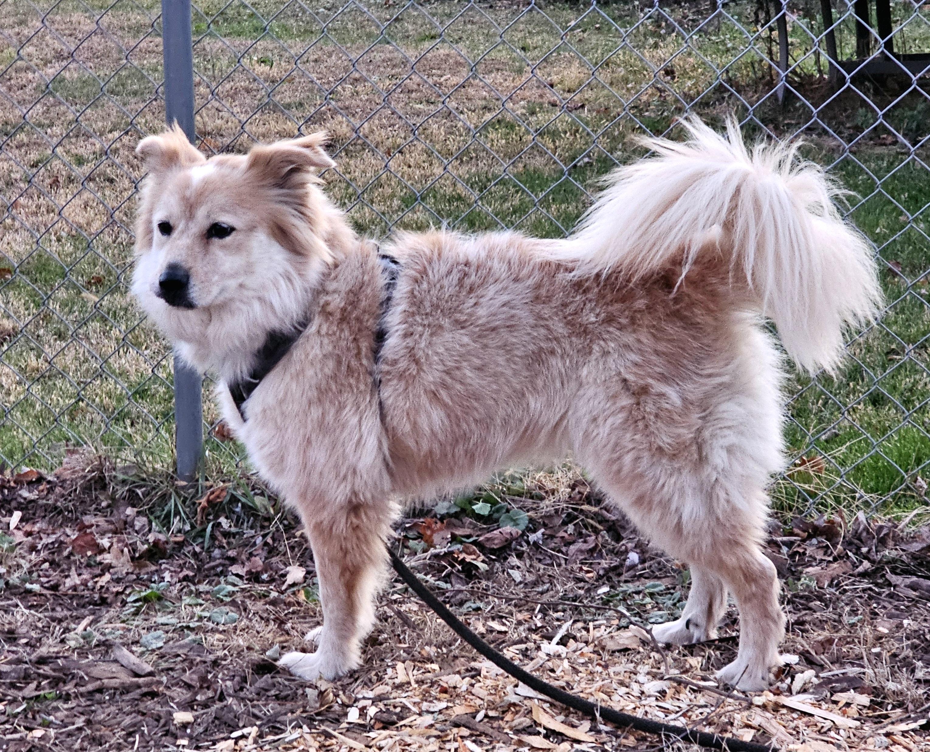 Enlarge Luna, a ADOPTABLE mixed breed in Ringwood, NJ image 4/6