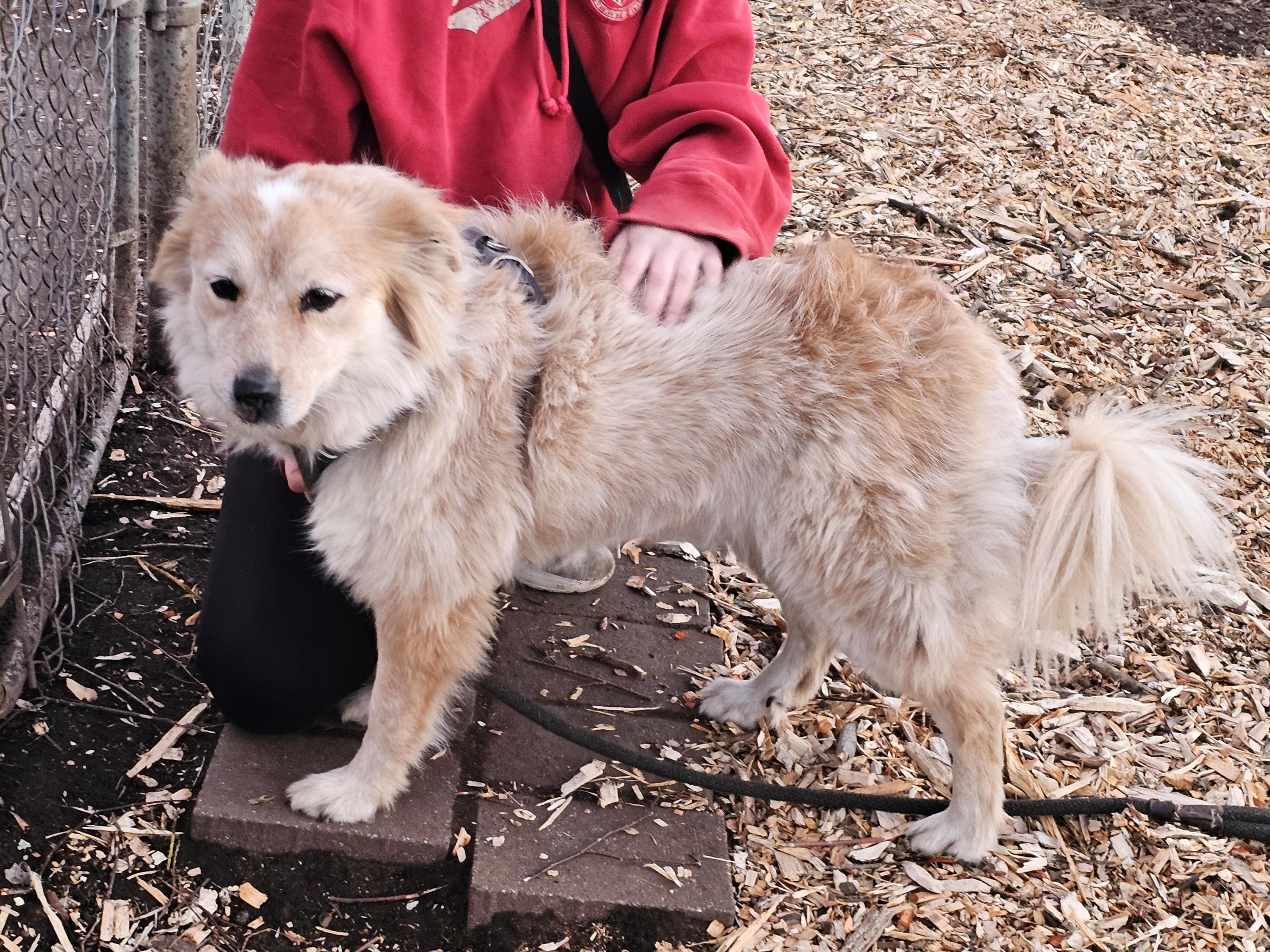 Luna, ADOPTABLE, Adult Female Australian Cattle Dog / Blue Heeler & Border Collie.