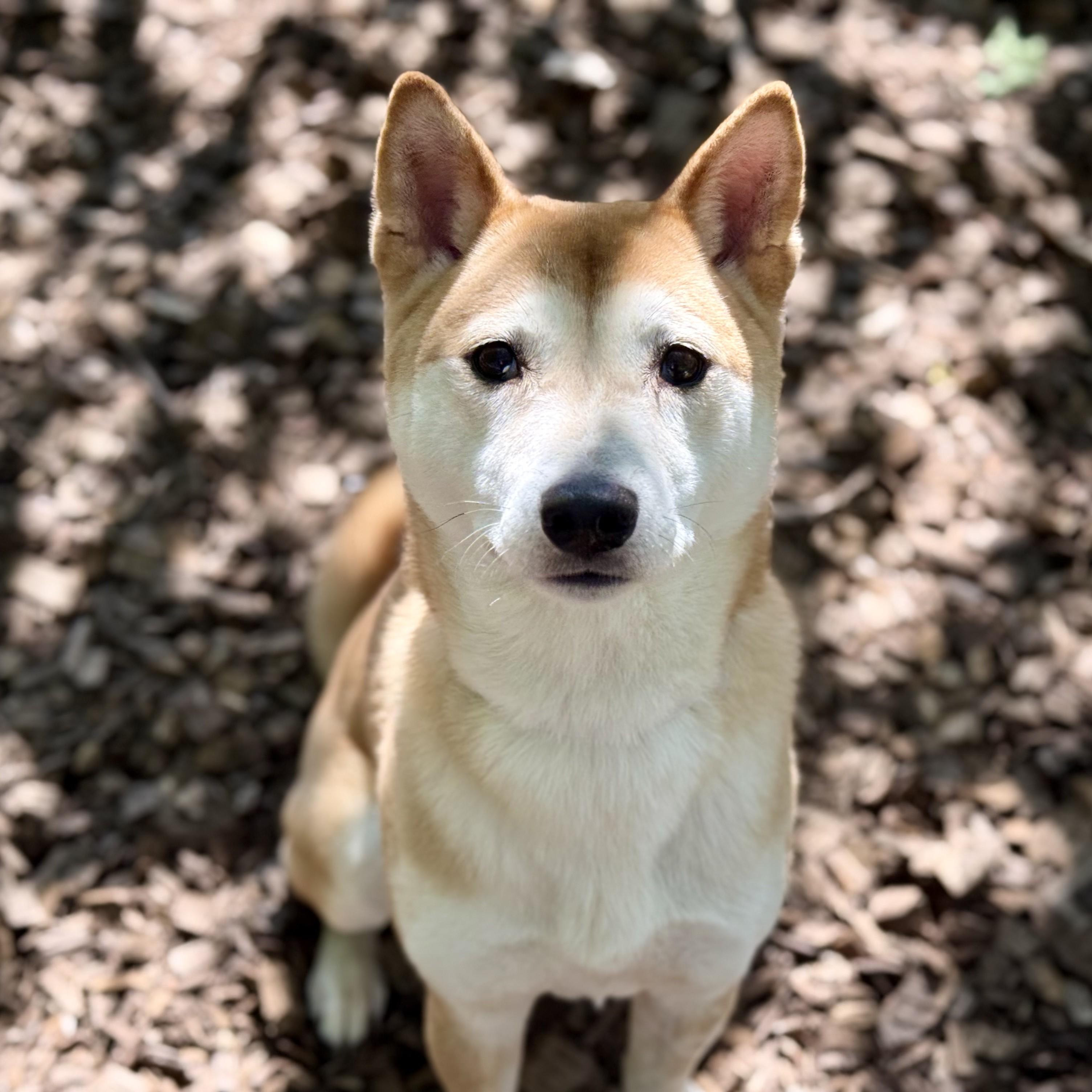 Enlarge Nori (53593), a ADOPTABLE Shiba Inu in Columbia, MD image 4/6
